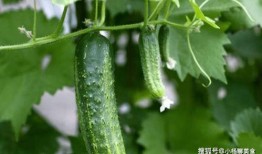 网红吃瓜视频的推荐算法,揭秘热门内容背后的秘密